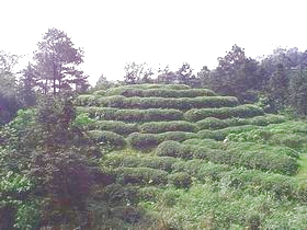 巴岳茶山